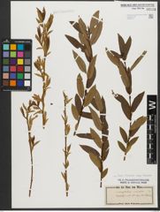 Foto von Salix triandra subsp. triandra L.